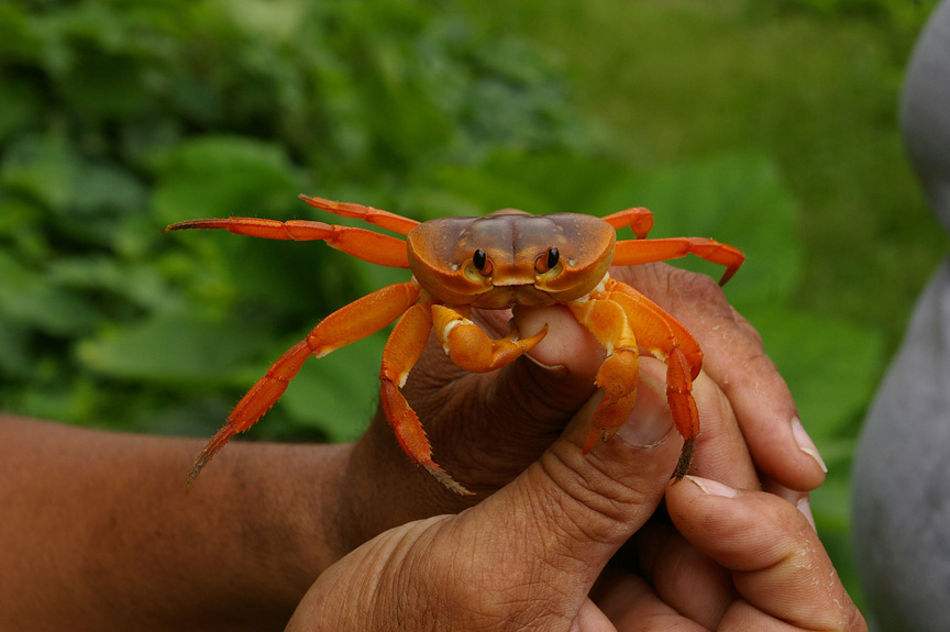 The Ascension land crab