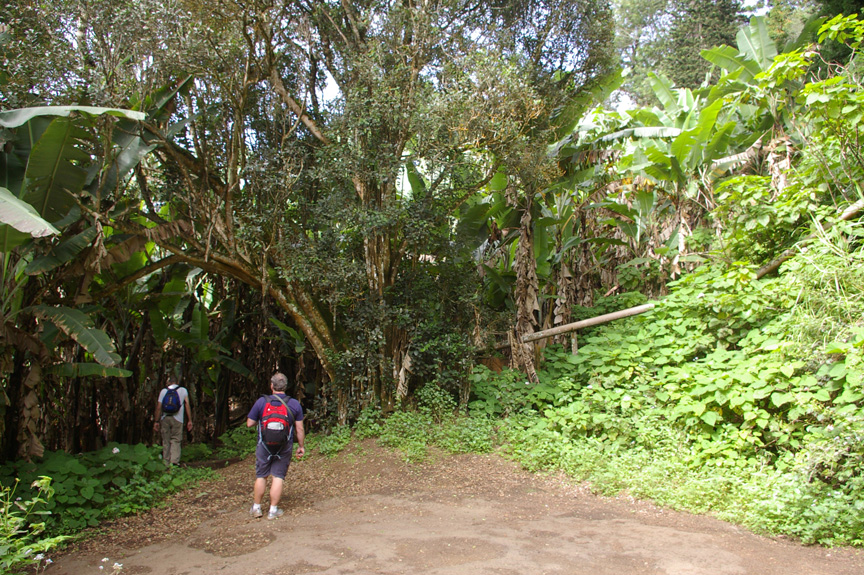 Entering the cloud forest on Green Mountain