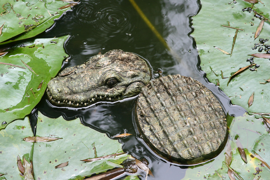 A plastic alligator guards the Dew Pond