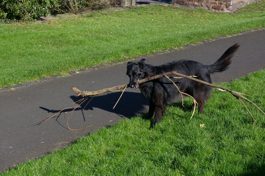 Vicious dog with stick, Berwick-upon-Tweed