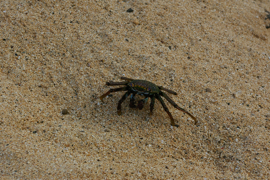 Ascension Island Sally Lightfoot Crab