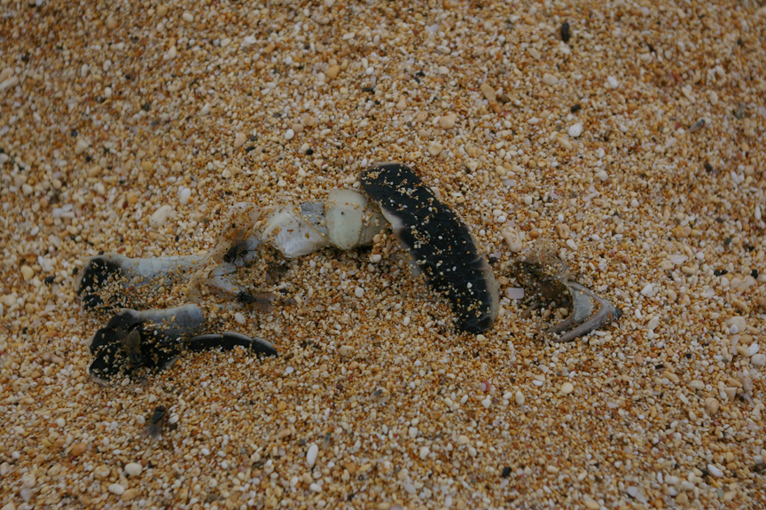 A dead green sea turtle hatchling awaits the scavengers