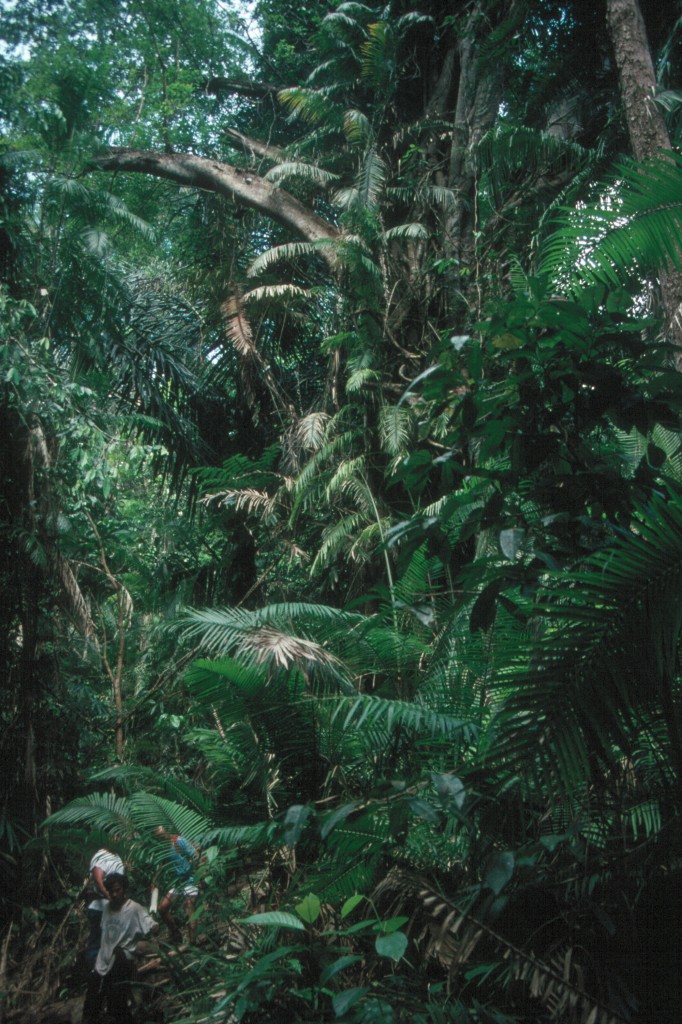 Tramping through the rainforest of southwestern Sumbawa